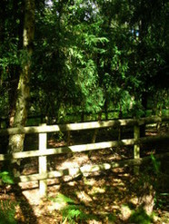 Sep 2013: 1D exclosure around yew